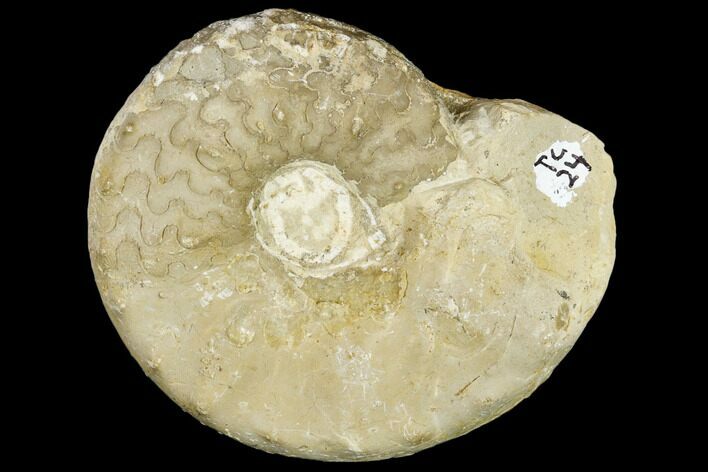 Triassic Ammonite (Ceratites) Fossil - Germany #113143